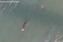 Clip: Cá sấu khủng bị đàn cá mập truy sát trên biển vì cướp mồi