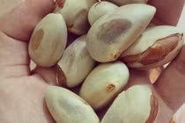 Ngăn lão hóa cho da bằng hạt mít