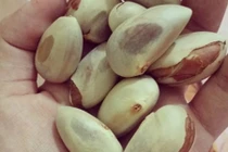 Ngăn lão hóa cho da bằng hạt mít