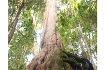 Kinh ngạc khu rừng Pơmu khổng lồ trên dãy Ngọc Linh