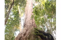 Kinh ngạc khu rừng Pơmu khổng lồ trên dãy Ngọc Linh