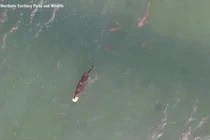 Clip: Cá sấu khủng bị đàn cá mập truy sát trên biển vì cướp mồi