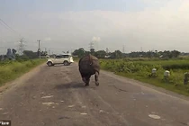 Hết hồn tê giác lao hết tốc lực trên quốc lộ