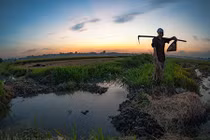 Ảnh tuyệt đẹp: Mùa gặt trên cánh đồng Bắc Bộ