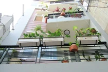 Bất ngờ những loại cây cảnh hóa giải phong thủy xấu ở ban công