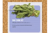 Những loại rau quả cực tốt cho sức khỏe nên ăn hàng ngày