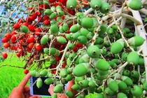 Kỳ lạ loại cau ra trái đủ sắc xanh - đỏ - vàng tuyệt đẹp