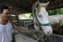 Nghề chăn nuôi ngựa bạch lên đời đại gia ở Thái Nguyên