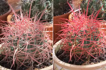 Quá "đỉnh" cây xương rồng đổi màu tuyệt đẹp khi tưới nước