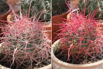 Quá "đỉnh" cây xương rồng đổi màu tuyệt đẹp khi tưới nước