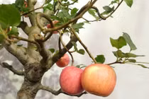 Xuất hiện cây táo cảnh TQ cực đẹp mắt nhưng không nên ăn