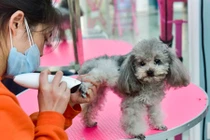 Bên trong khách sạn hạng sang chăm sóc thú cưng dịp Tết