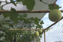 Vườn rau quả xanh mướt trên sân thượng của thiếu nữ Sài thành