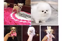 Chị em phát sốt với chó tiny siêu bé, siêu đắt