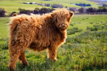 Không thể tin những loài động vật này có thật!