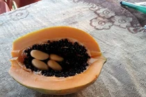 Kỳ quái quả đu đủ mang thai 4 "con"