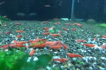 Tép cảnh tí hon có giá trị lên đến hàng triệu đồng 