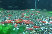 Tép cảnh tí hon có giá trị lên đến hàng triệu đồng 