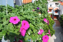 Ngôi nhà rực sắc dạ yến thảo của chàng kiến trúc sư trẻ