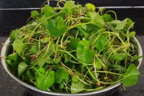 Tác dụng phụ khi uống nước rau má giải nhiệt sai cách