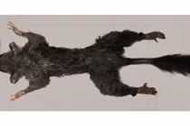 Phát hiện loài động vật có vú bí ẩn nhất thế giới