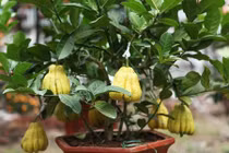 Loạt kiểng độc chưng Tết từ cổ thụ tới mini cho đại gia