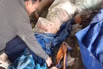 Tràn lan thịt trâu bẩn, thịt thối... phục vụ Tết