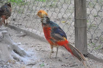 Đặc sản ngày Tết: Hàng “tiến vua” lên ngôi