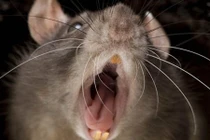 Chuột hoành hành ở Anh, lao vào tấn công cả chó