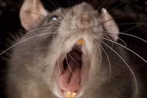 Chuột hoành hành ở Anh, lao vào tấn công cả chó