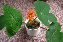 11 cây cảnh cực độc hại tuyệt đối không trồng trong nhà 