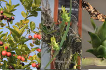 “Ngưỡng mộ” vườn quả sai trĩu quả trên sân thượng của chị em