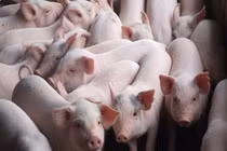 Dịch tả lợn châu Phi đã lan sang tỉnh thứ 10 tại Thái Nguyên