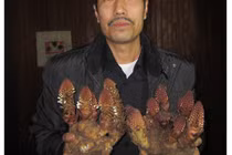 Kỳ lạ loài nấm giúp quý ông sung mãn, quý bà hồi xuân