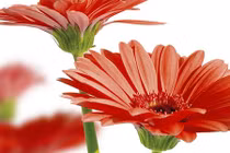 Những loại hoa trang trí nhà tết mang lộc cho gia chủ