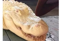 Tận mục “cá sấu ma” da trắng, mắt hồng cực quý hiếm ở Mỹ 