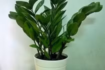 Cây cảnh hút tiền, sinh lộc ứng với 12 con giáp năm 2017 