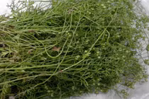 Vì sao phải tắm nước rau mùi vào ngày 30 Tết? 