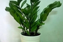 Cây cảnh hút tiền, sinh lộc ứng với 12 con giáp năm 2017 