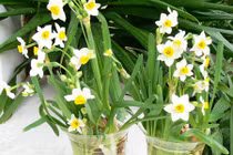 Những loại hoa chơi Tết cực độc có thể bạn chưa biết 