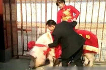 Cô dâu “cưỡi” lợn hơn 600kg về nhà chồng