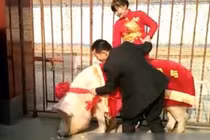 Cô dâu “cưỡi” lợn hơn 600kg về nhà chồng