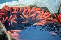 Làng chài vùng núi lãi "khủng” nhờ nuôi cá chép đỏ