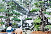 Ngắm cặp khế 300 năm tuổi, được rao bán 15 tỷ đồng