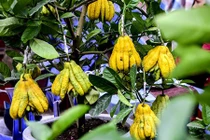 Phật thủ mini xuống phố ngày giáp Tết