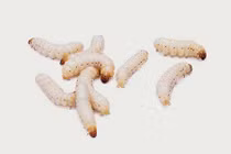 Giòi có thể ngăn chặn “thảm họa” kháng thuốc kháng sinh