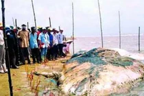 Người róc xương cá voi khổng lồ và những linh ứng kỳ lạ 