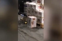 Hài hước xem cảnh chồn say rượu