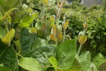 Viêm đại tràng nặng đến đâu cũng chữa khỏi chỉ bằng lá này