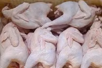 Bí ẩn gà không đầu, không chân giá rẻ bán đầy Hà Nội 